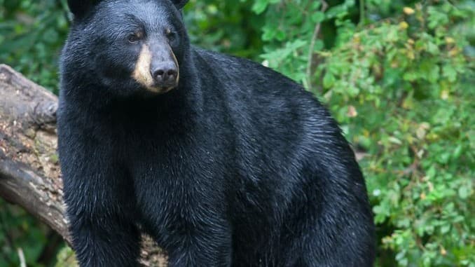 🌍 AI : प्रकृति और मानव के बीच एक सेतु