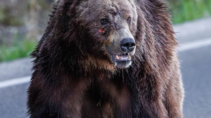 🌍 AI: A Bridge Between Nature and Humanity